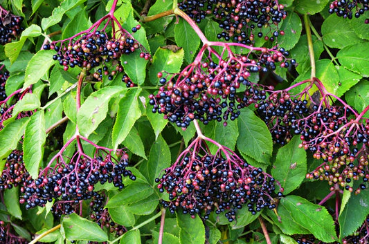 American Elderberry Fruit Seeds - Image 6