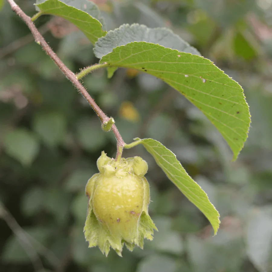 American Hazelnut (Corylus Americana) – Seeds
