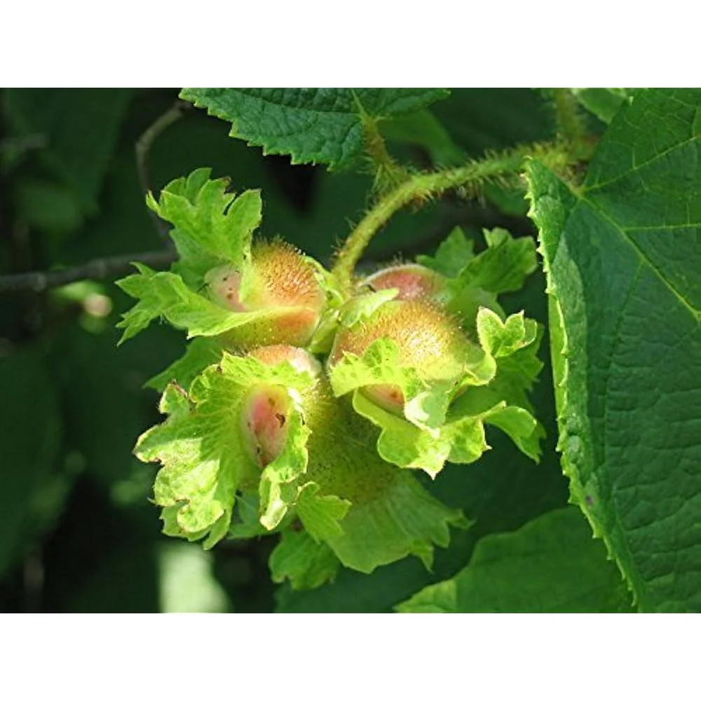 American Hazelnut (Corylus Americana) – Seeds - Image 3