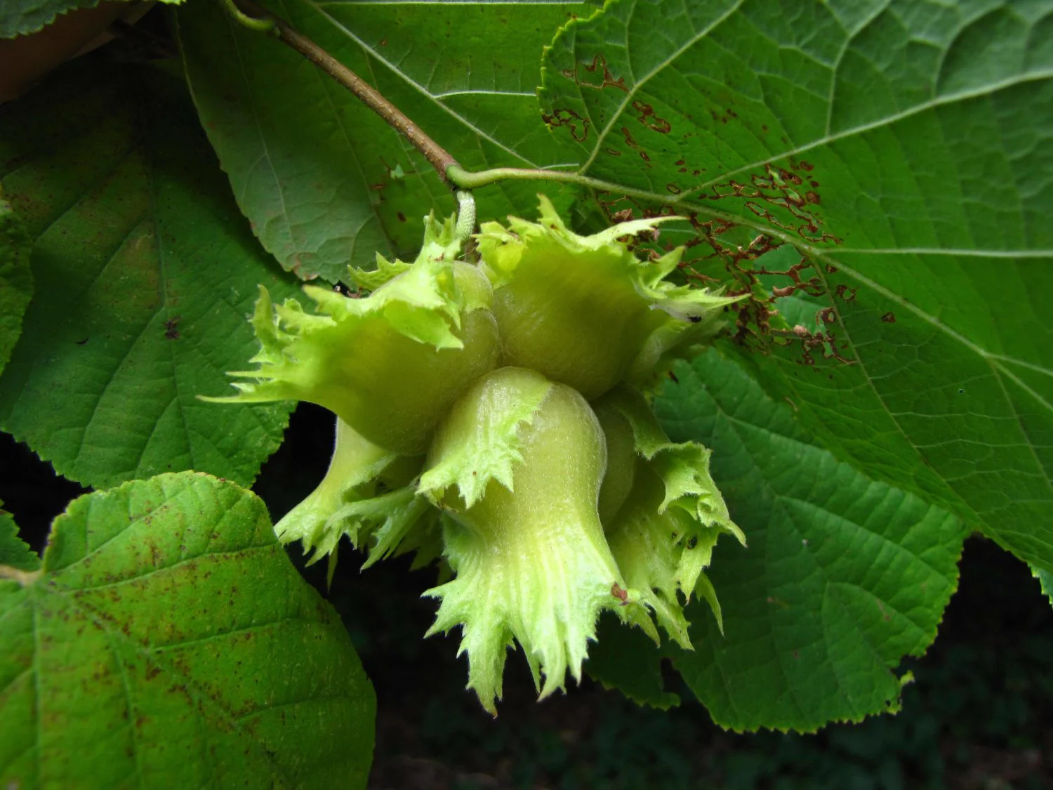 American Hazelnut (Corylus Americana) – Seeds - Image 4