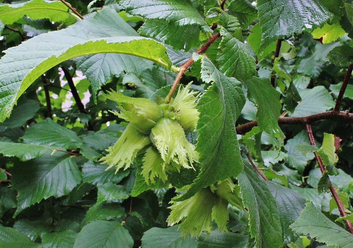 American Hazelnut (Corylus Americana) – Seeds - Image 5
