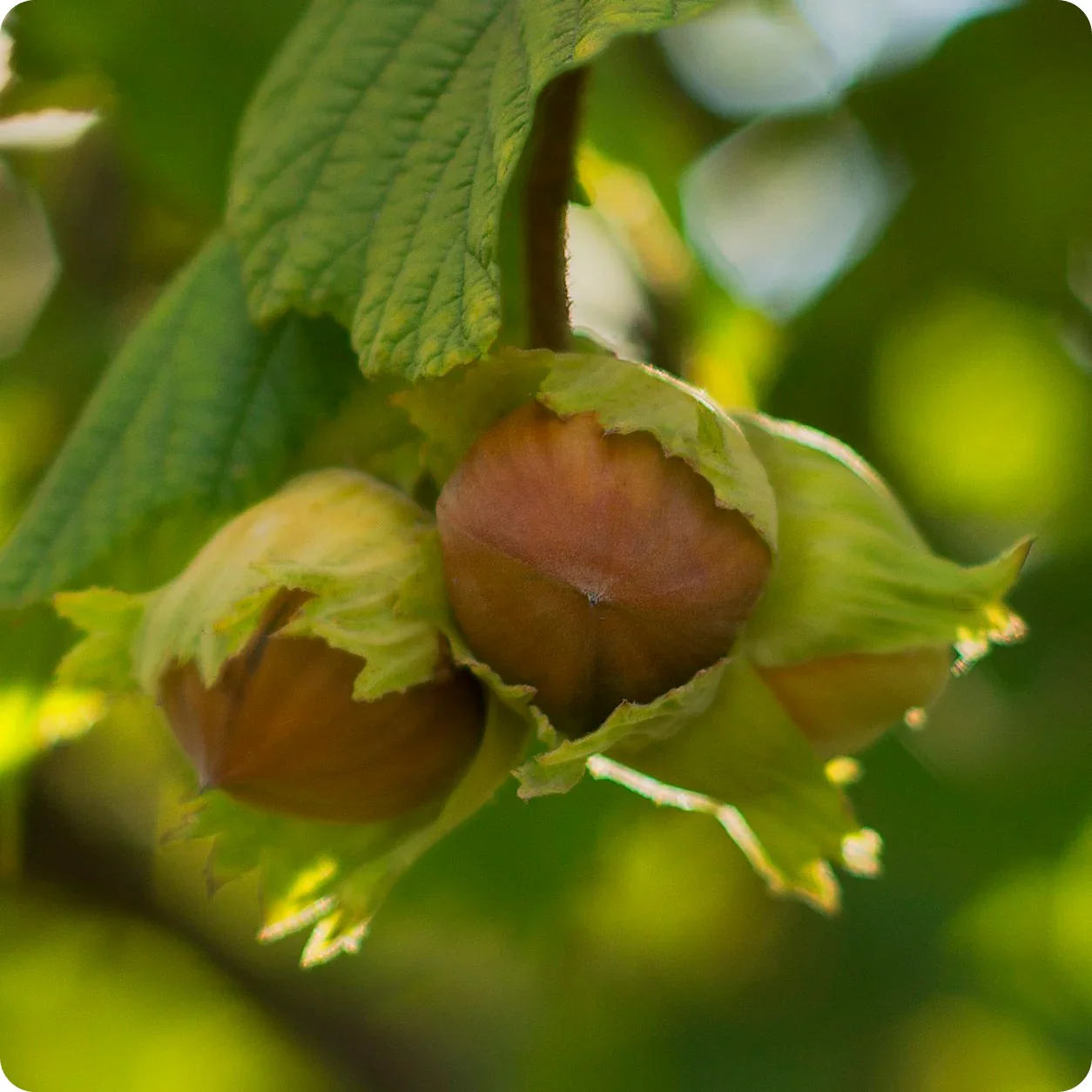 American Hazelnut Fruit Seeds - Image 4
