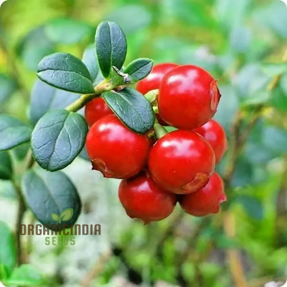American High-Bush Cranberry (Vaccinium corymbosum) – Seeds