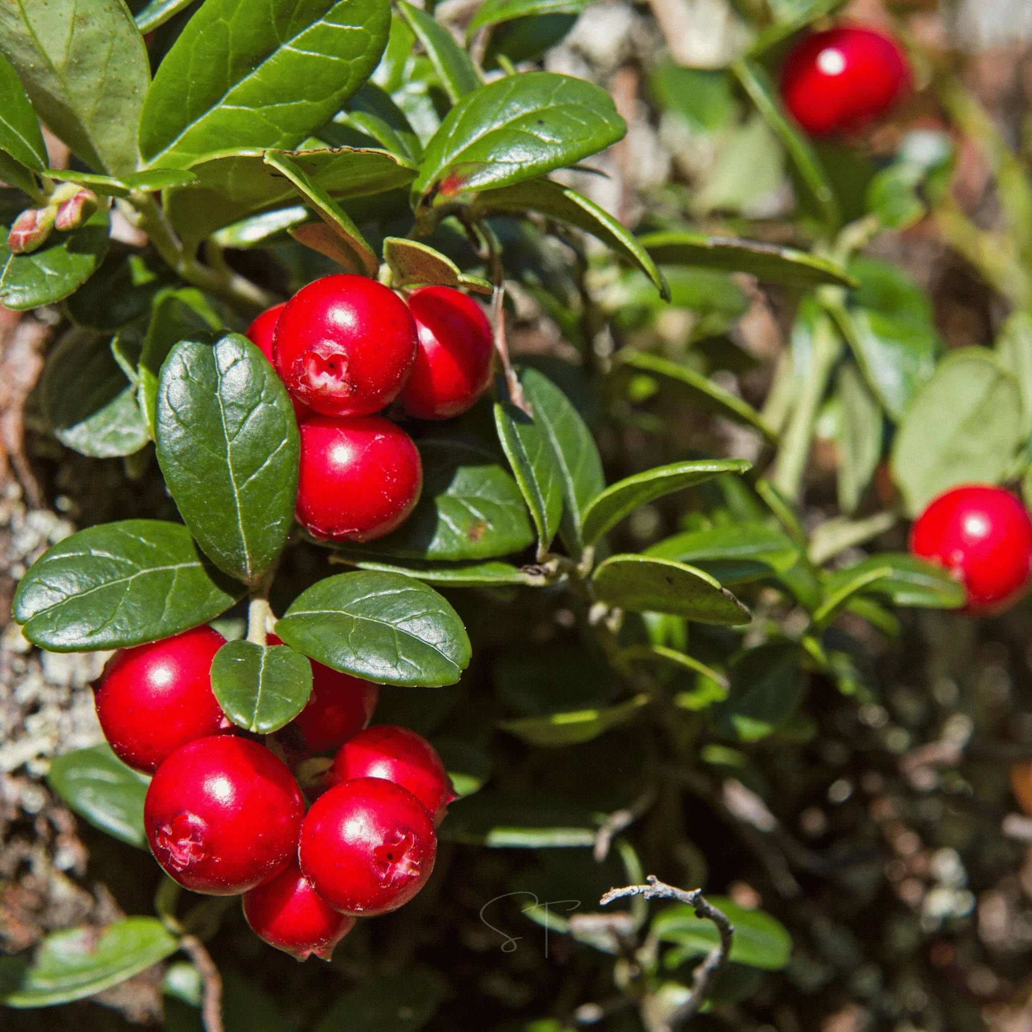 American High-Bush Cranberry (Vaccinium corymbosum) – Seeds - Image 5