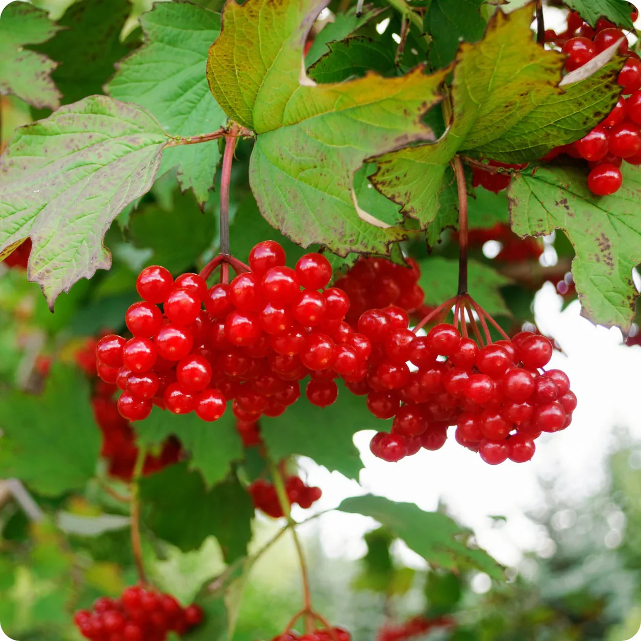 American Highbush Cranberry Fruit Seeds