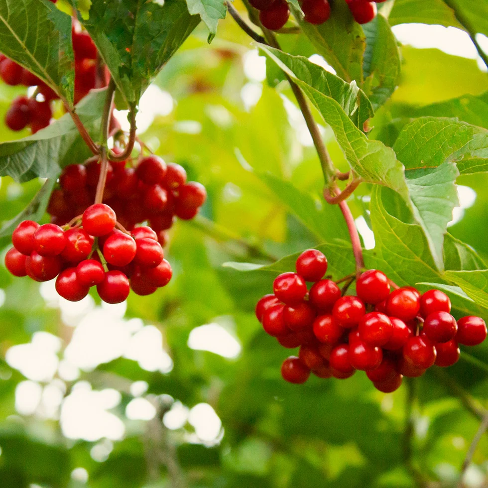 American Highbush Cranberry Fruit Seeds - Image 4