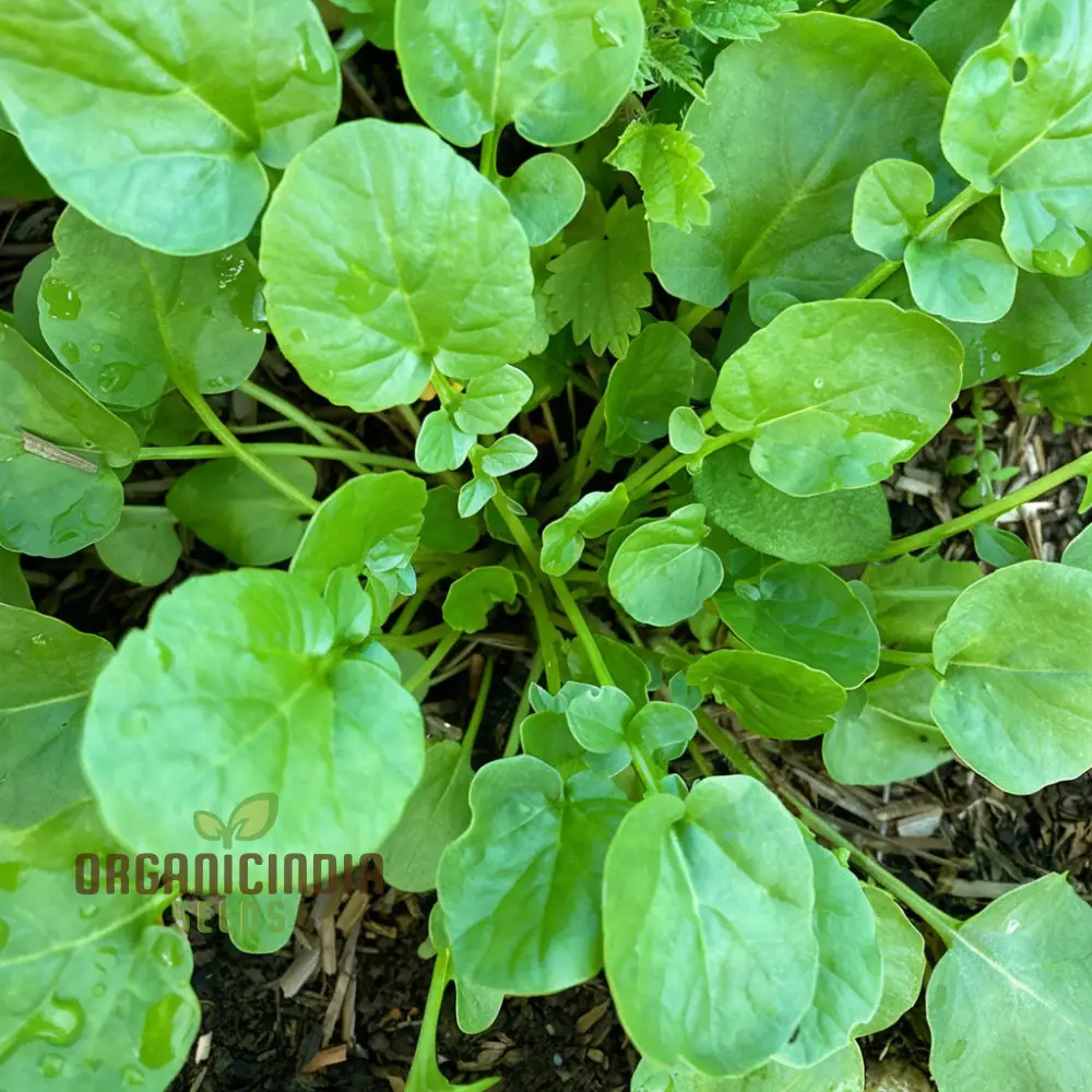 American Land Cress Seeds Elevate Your Gardening Journey with Nutrient-Rich Greens Straight from Your Garden!