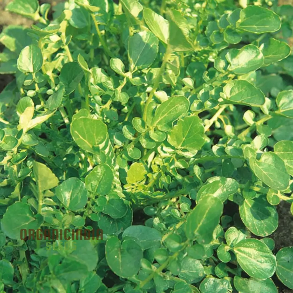 American Land Cress Seeds Elevate Your Gardening Journey with Nutrient-Rich Greens Straight from Your Garden! - Image 3