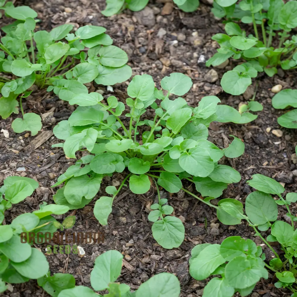 American Land Cress Seeds Elevate Your Gardening Journey with Nutrient-Rich Greens Straight from Your Garden! - Image 4