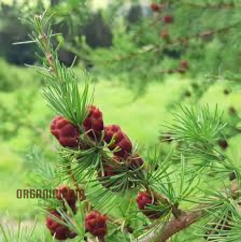 American Larch - Larix laricina Seeds | Planting Guide Included | Hardy Conifer for Landscaping and Gardens