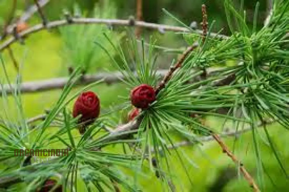 American Larch - Larix laricina Seeds | Planting Guide Included | Hardy Conifer for Landscaping and Gardens - Image 2