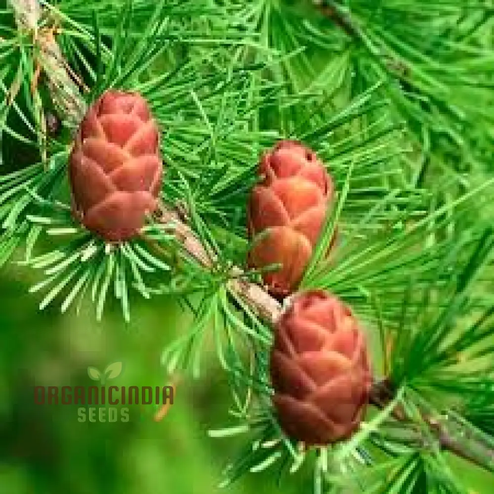 American Larch - Larix laricina Seeds | Planting Guide Included | Hardy Conifer for Landscaping and Gardens - Image 3