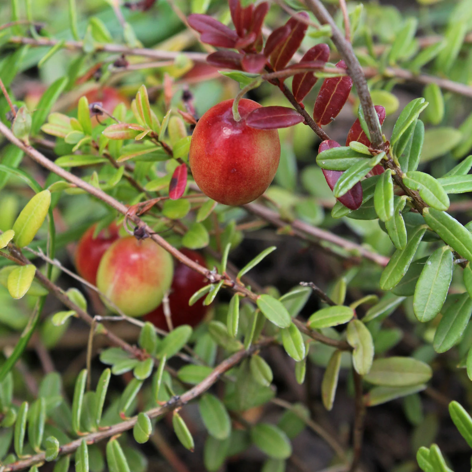 American Low Bush Cranberry (Vaccinium macrocarpon) – Seeds - Image 5