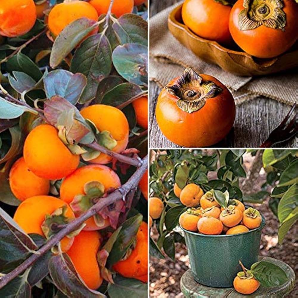 American Persimmon Fruit Seeds - Image 3
