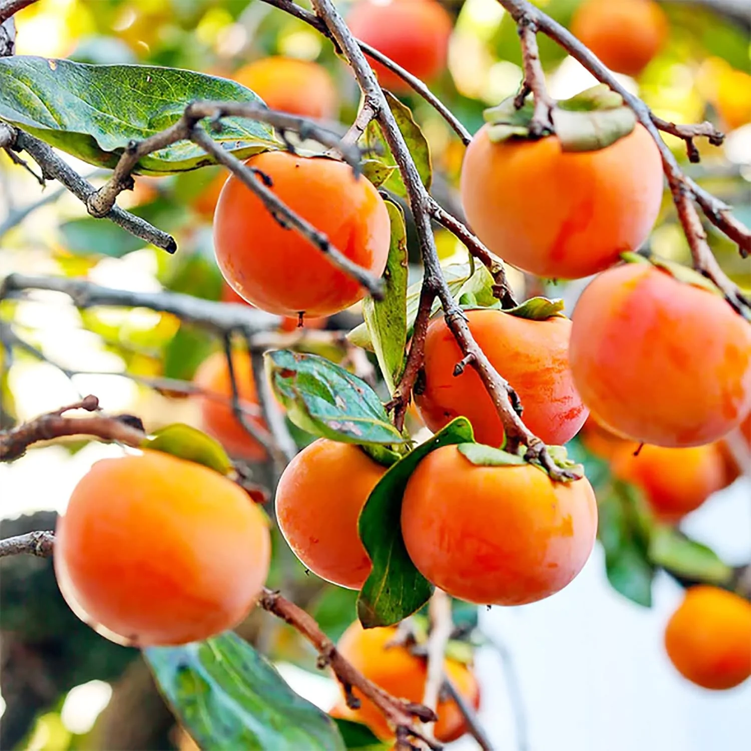 American Persimmon Fruit Seeds - Image 4