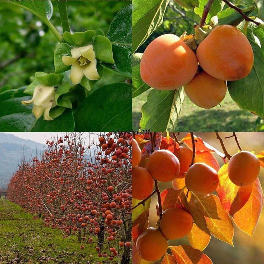 American Persimmon Fruit Seeds - Image 5