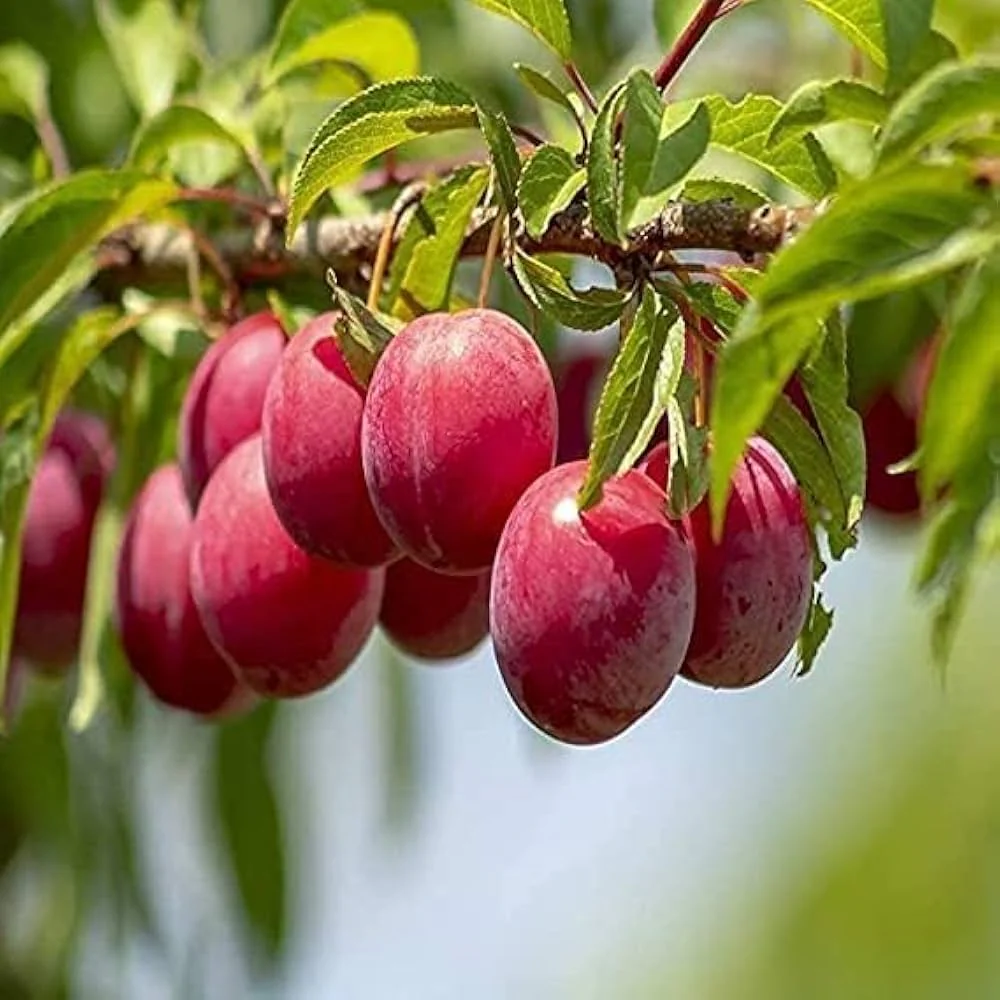 American Plum Tree Seeds