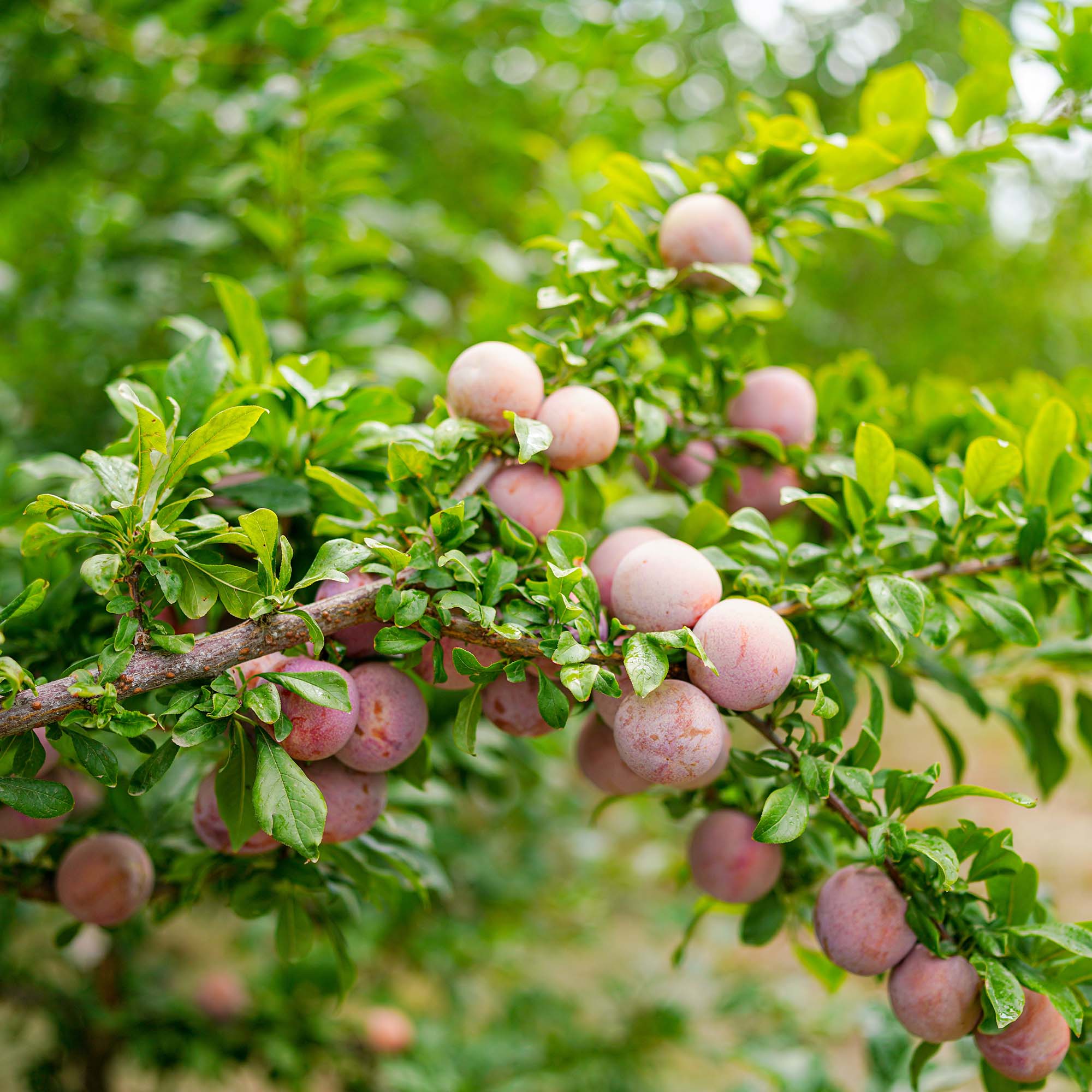 American Plum Tree Seeds - Image 3