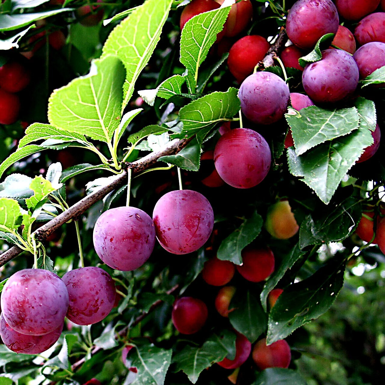 American Plum Tree Seeds - Image 4