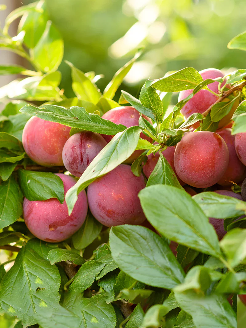American Plum Tree Seeds - Image 5