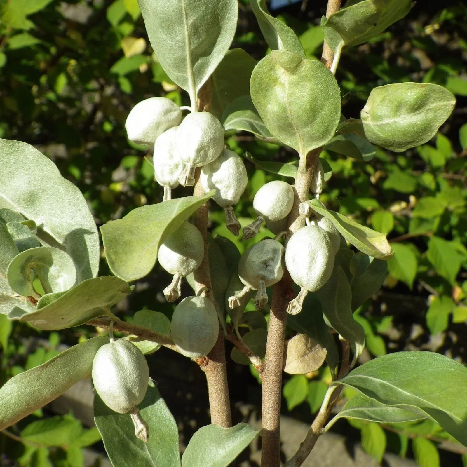 American Silverberry Fruit Seeds