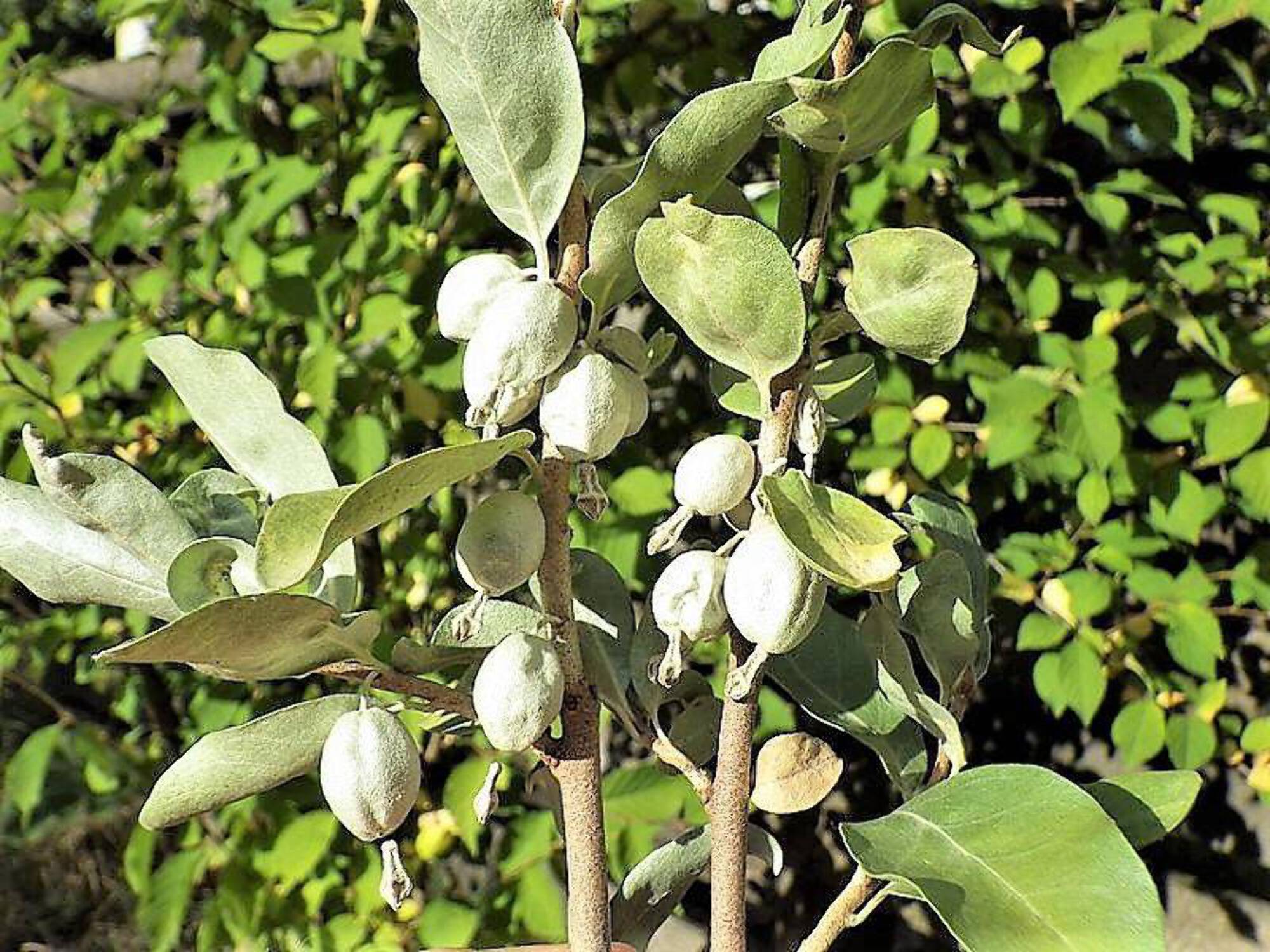 American Silverberry Fruit Seeds - Image 4