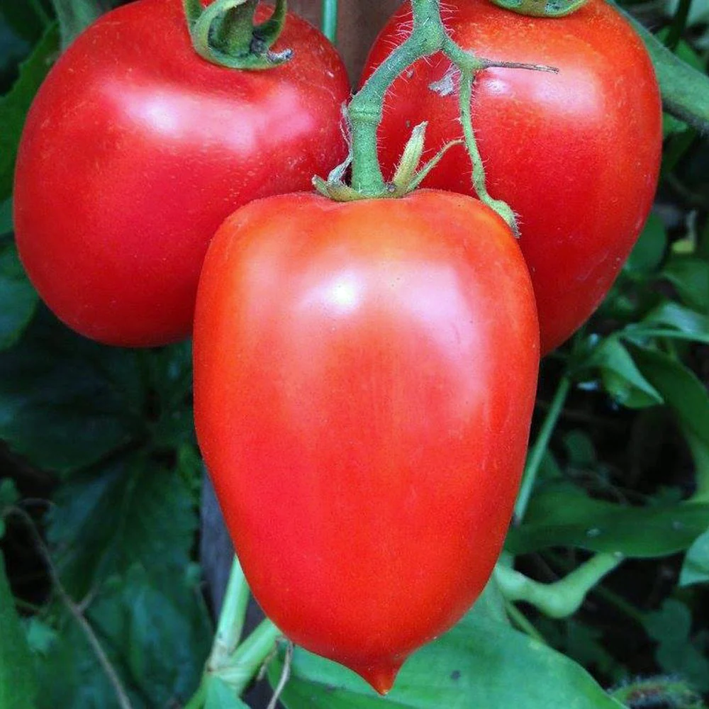 Amish Paste Tomato Seeds – Heirloom, Organic, High-Yielding & Flavorful - Image 2