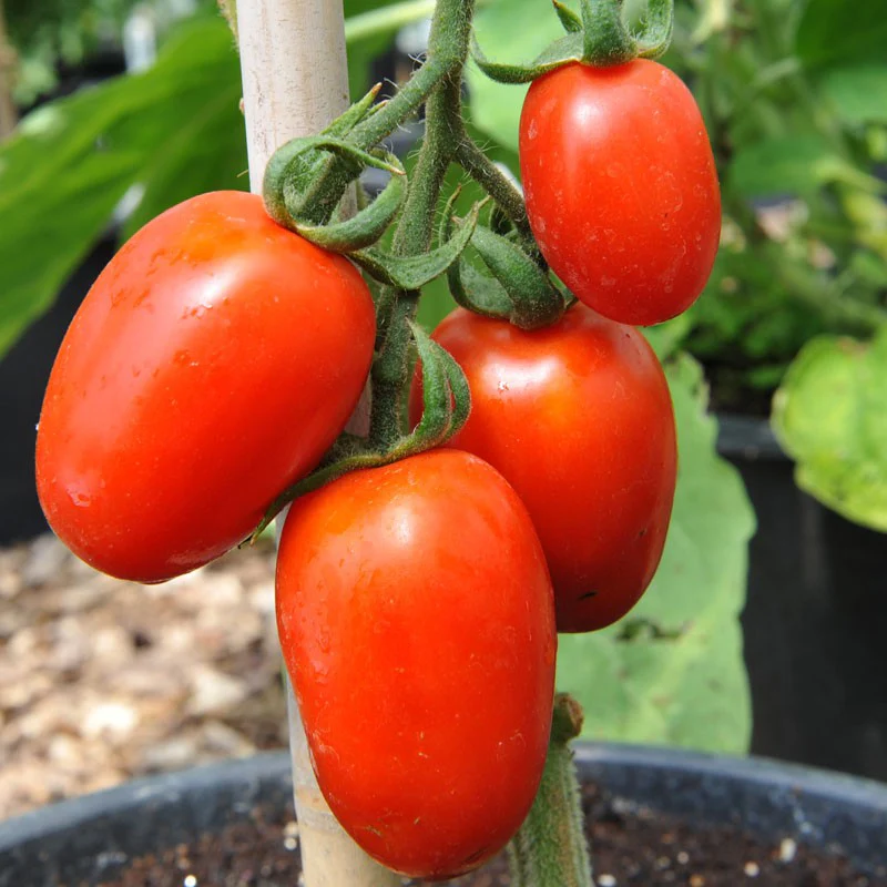 Amish Paste Tomato Seeds – Heirloom, Organic, High-Yielding & Flavorful - Image 3