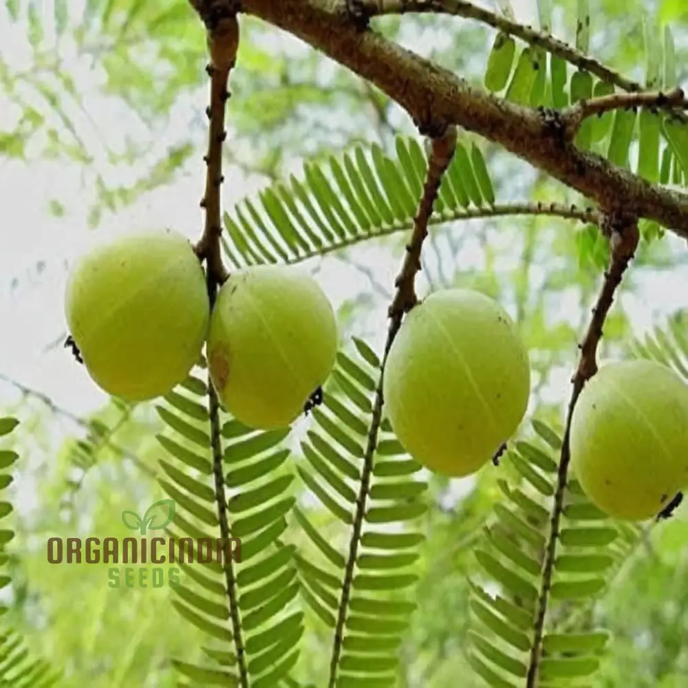 Amla Fruit Seeds, Comprehensive Planting and Gardening Guide for Growing Nutrient-Rich Fruits in Your Garden