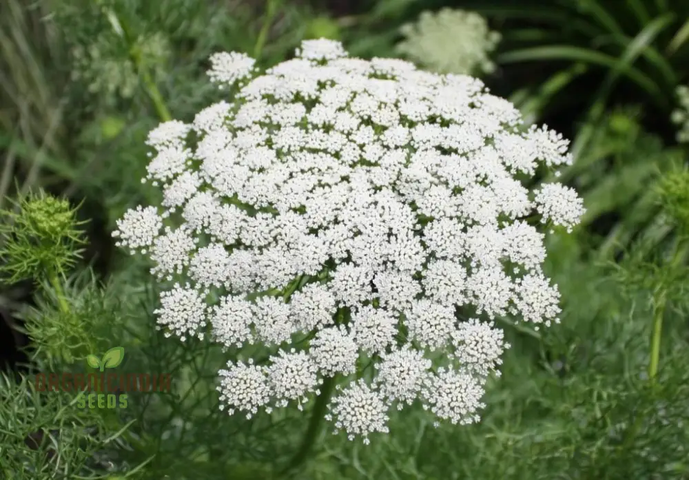 Ammi Majus Seeds For Planting: Discover the Delicate Beauty for Your Garden's Joyous Blooms - Image 3