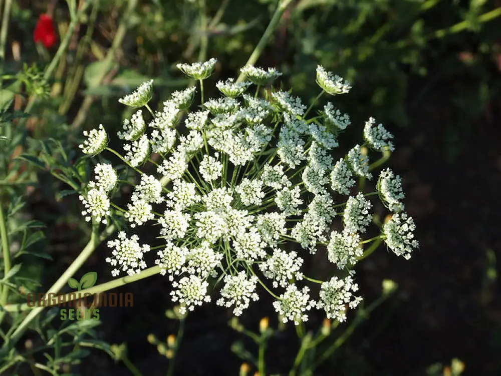 Ammi Majus Seeds For Planting: Discover the Delicate Beauty for Your Garden's Joyous Blooms - Image 4
