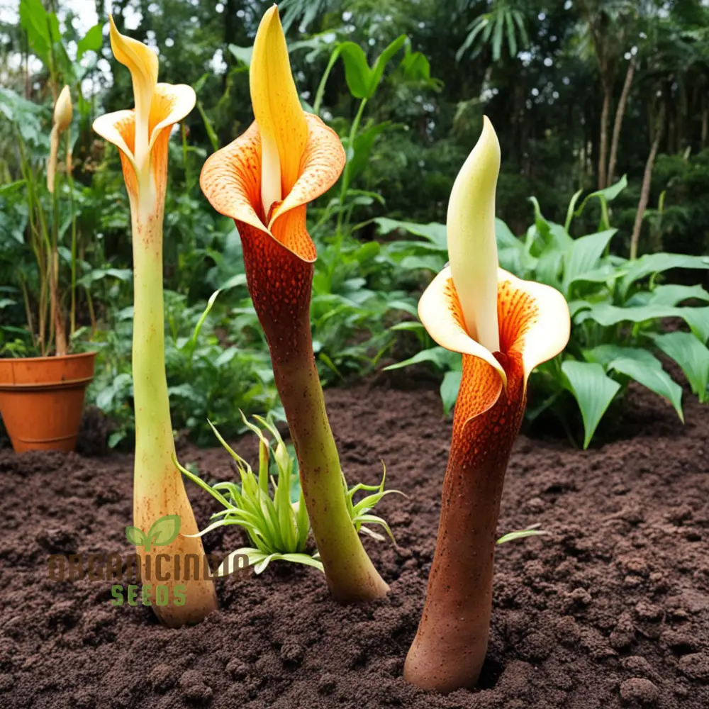 Amorphophallus Voodoo Lily Flower Seeds, Exotic and Unique Blooms for Intriguing Gardens - Image 3