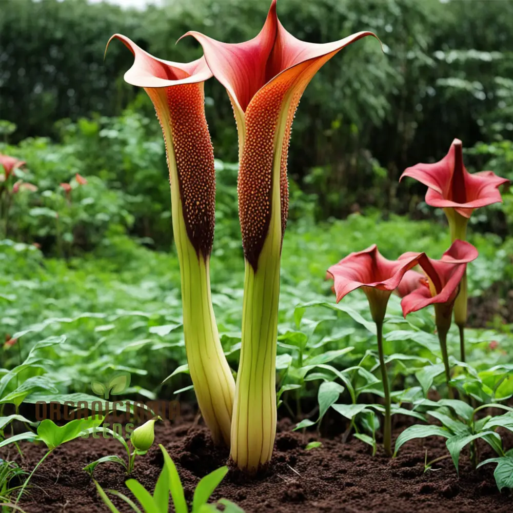Amorphophallus Voodoo Lily Flower Seeds, Exotic and Unique Blooms for Intriguing Gardens - Image 4
