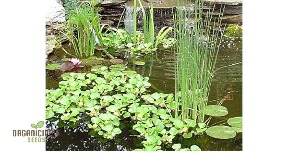 Anacharis Elodea Live Plants - 100 pcs for Aquarium & Pond