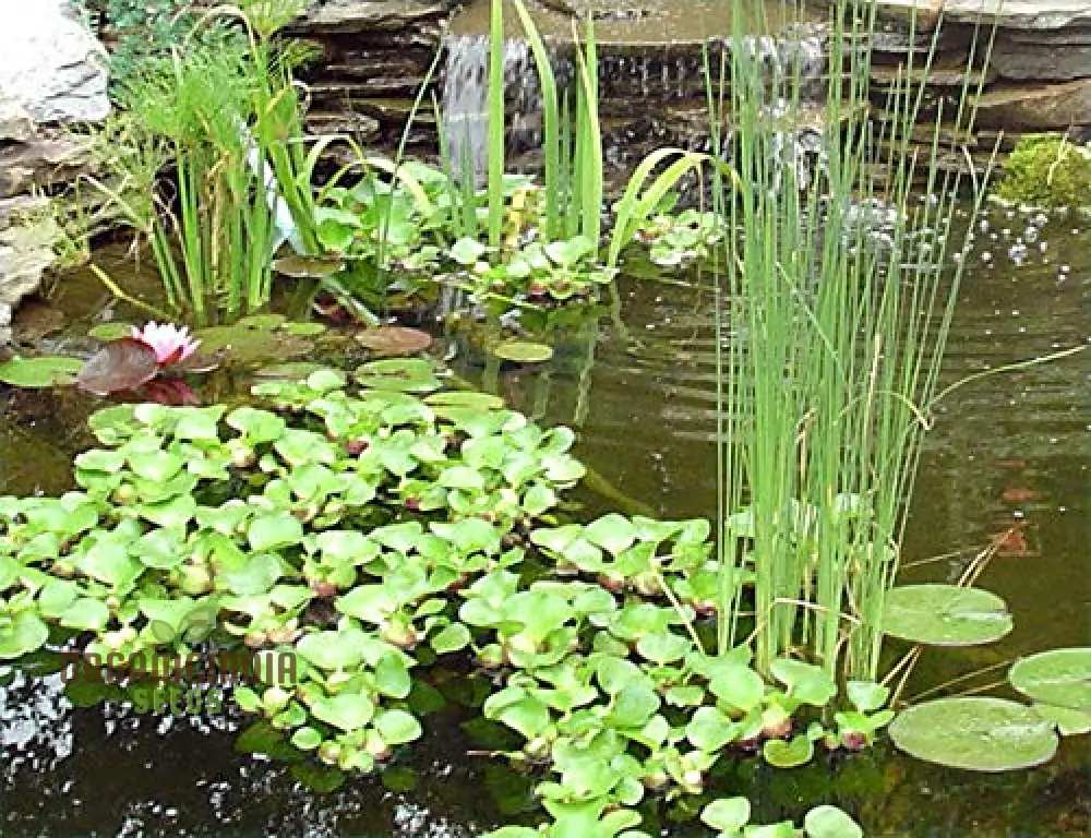 Anacharis Elodea Live Plants - 100 pcs for Aquarium & Pond - Image 2
