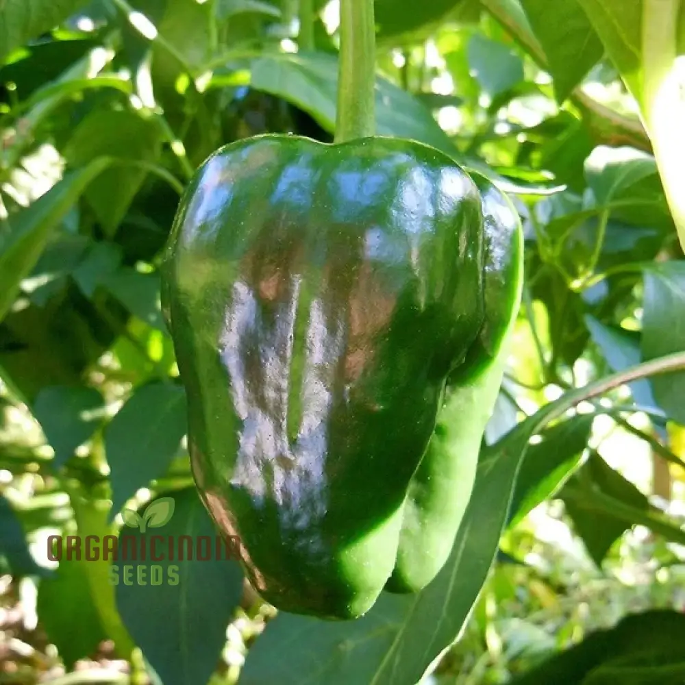 Ancho Gigantea Pepper Vegetable Seeds, Premium Quality for Garden Enthusiasts, Discover Exquisite Garden Seeds