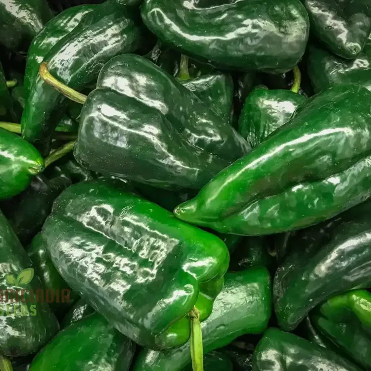 Ancho Gigantea Pepper Vegetable Seeds, Premium Quality for Garden Enthusiasts, Discover Exquisite Garden Seeds - Image 3