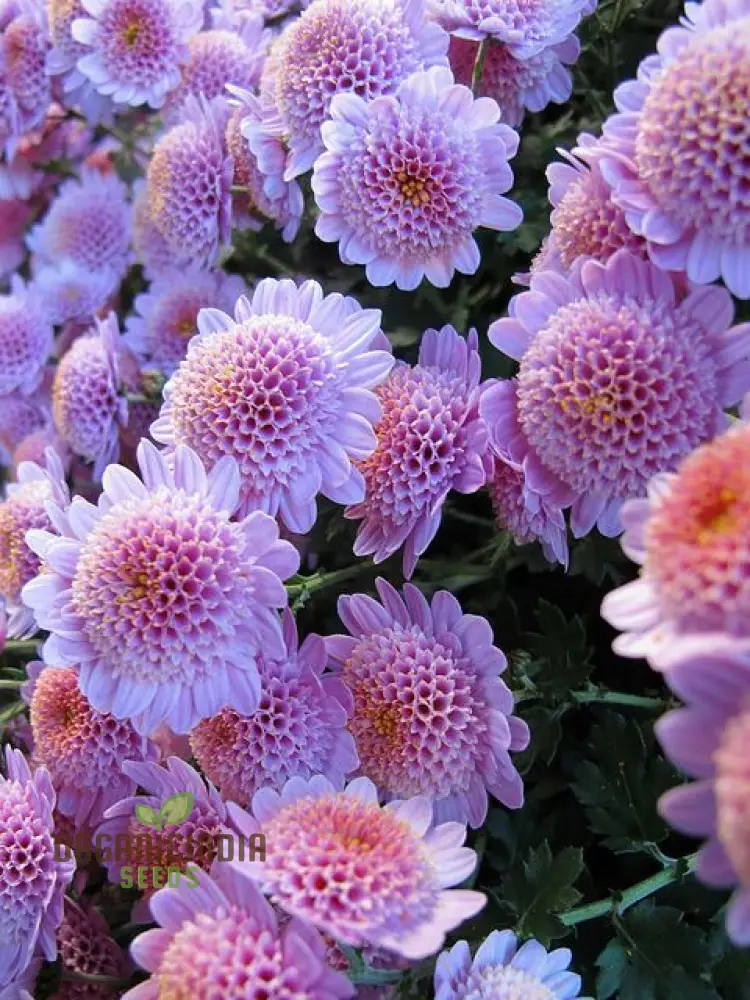 Andraeanum Cereals Flower Seeds for Planting