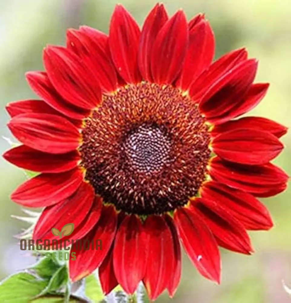 Andraeanum Cereals Flower Seeds for Planting - Image 3
