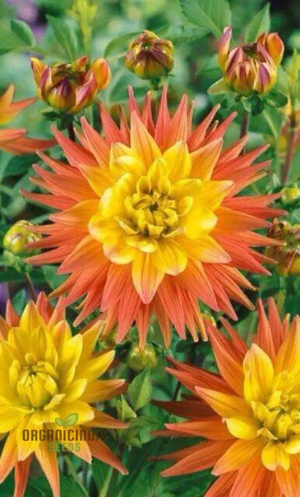 Andraeanum Cereals Flower Seeds for Planting - Image 4