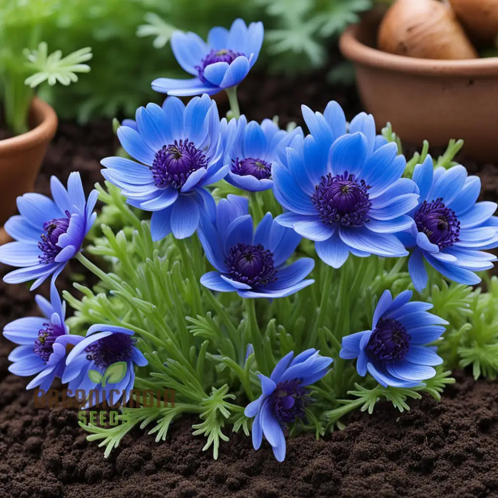 Anemone Blanda Blue Seeds – Stunning Blue Blooms for Garden Planting