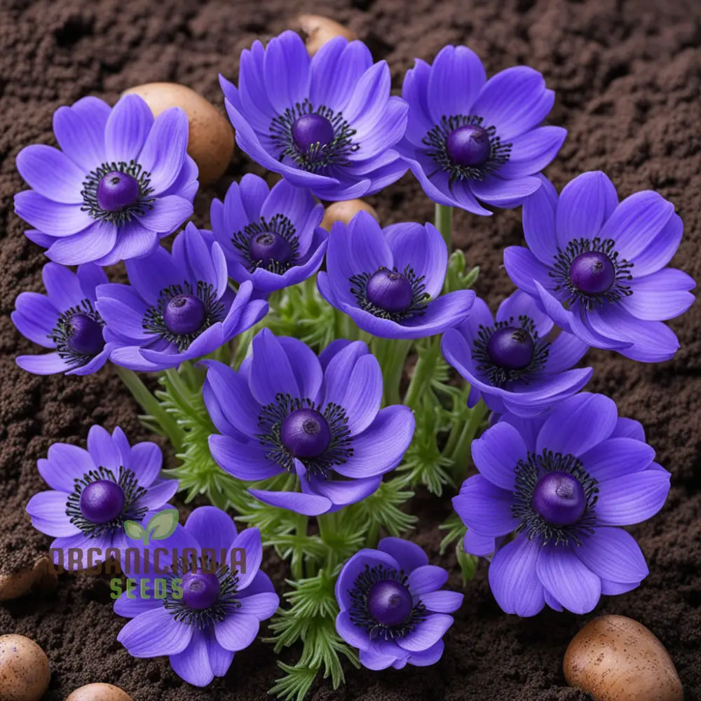 Anemone Blanda Blue Seeds – Stunning Blue Blooms for Garden Planting - Image 4