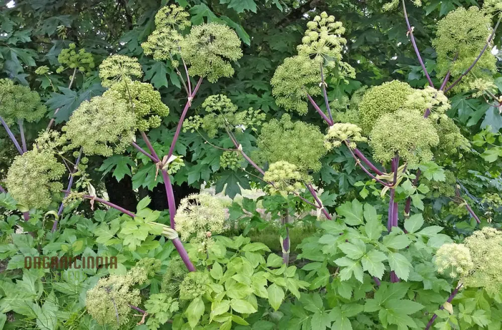 Angelica Holy Ghost Seeds for Planting – Premium Quality, Lush Garden Growth