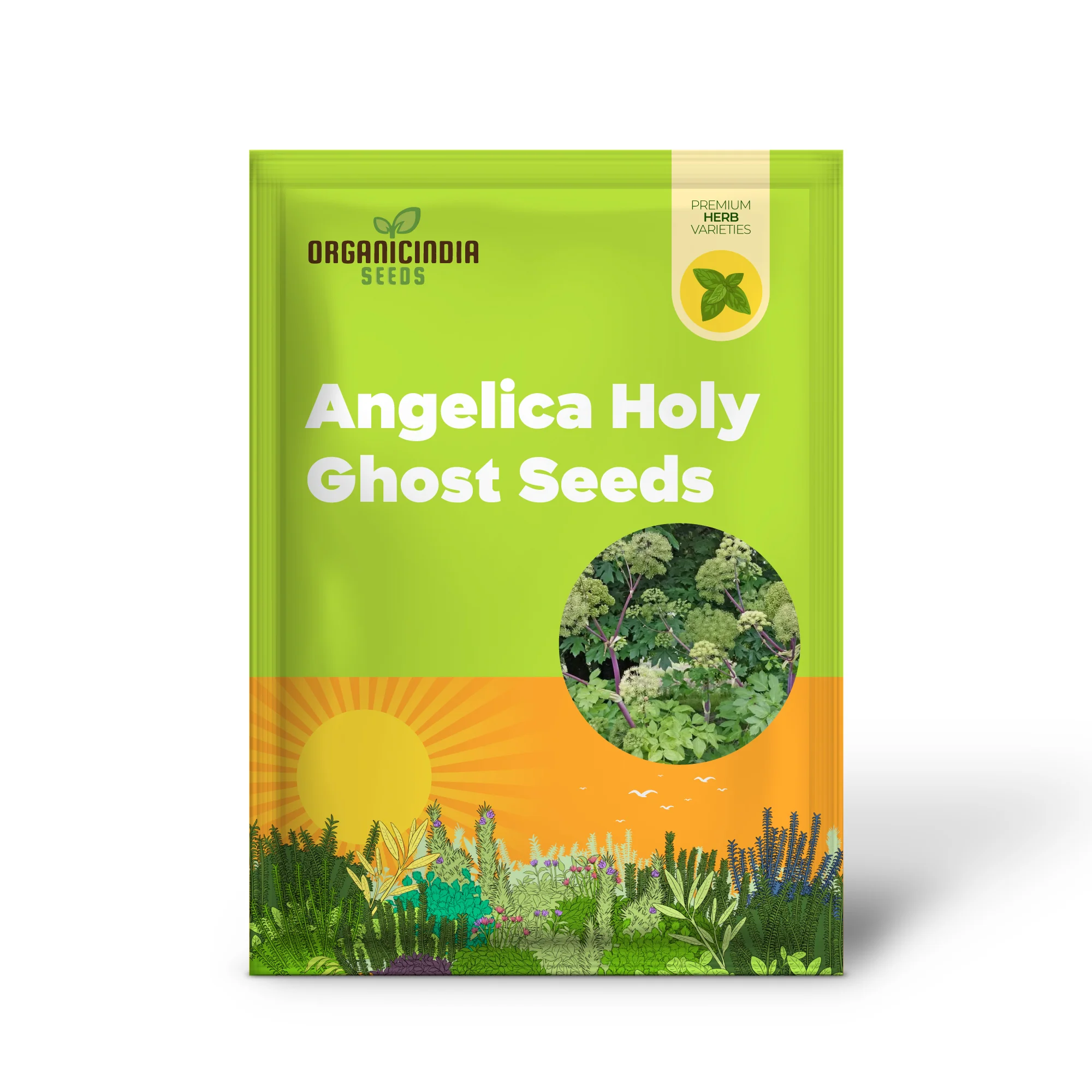 Angelica Holy Ghost Seeds for Planting – Premium Quality, Lush Garden Growth - Image 2