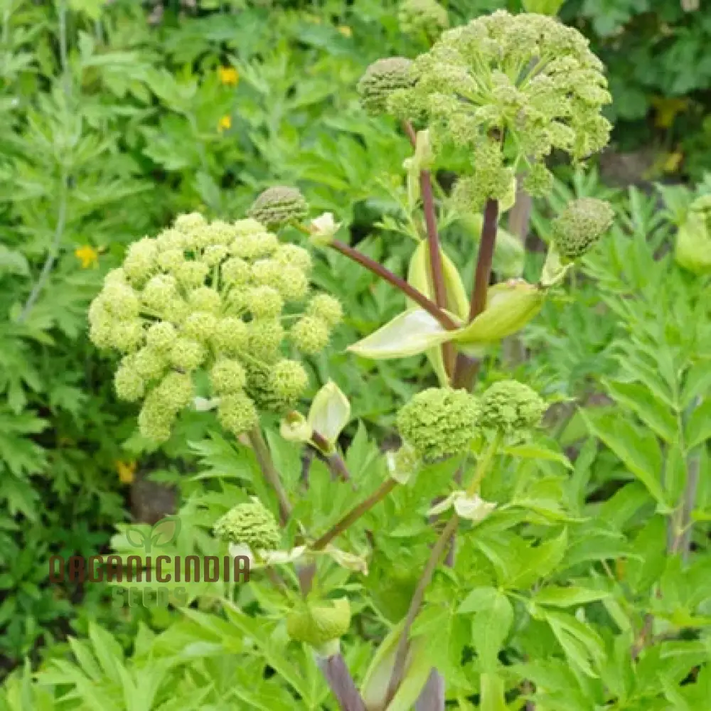 Angelica Holy Ghost Seeds for Planting – Premium Quality, Lush Garden Growth - Image 3
