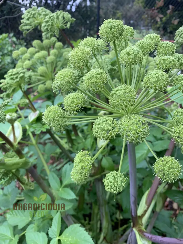 Angelica Holy Ghost Seeds for Planting – Premium Quality, Lush Garden Growth - Image 4