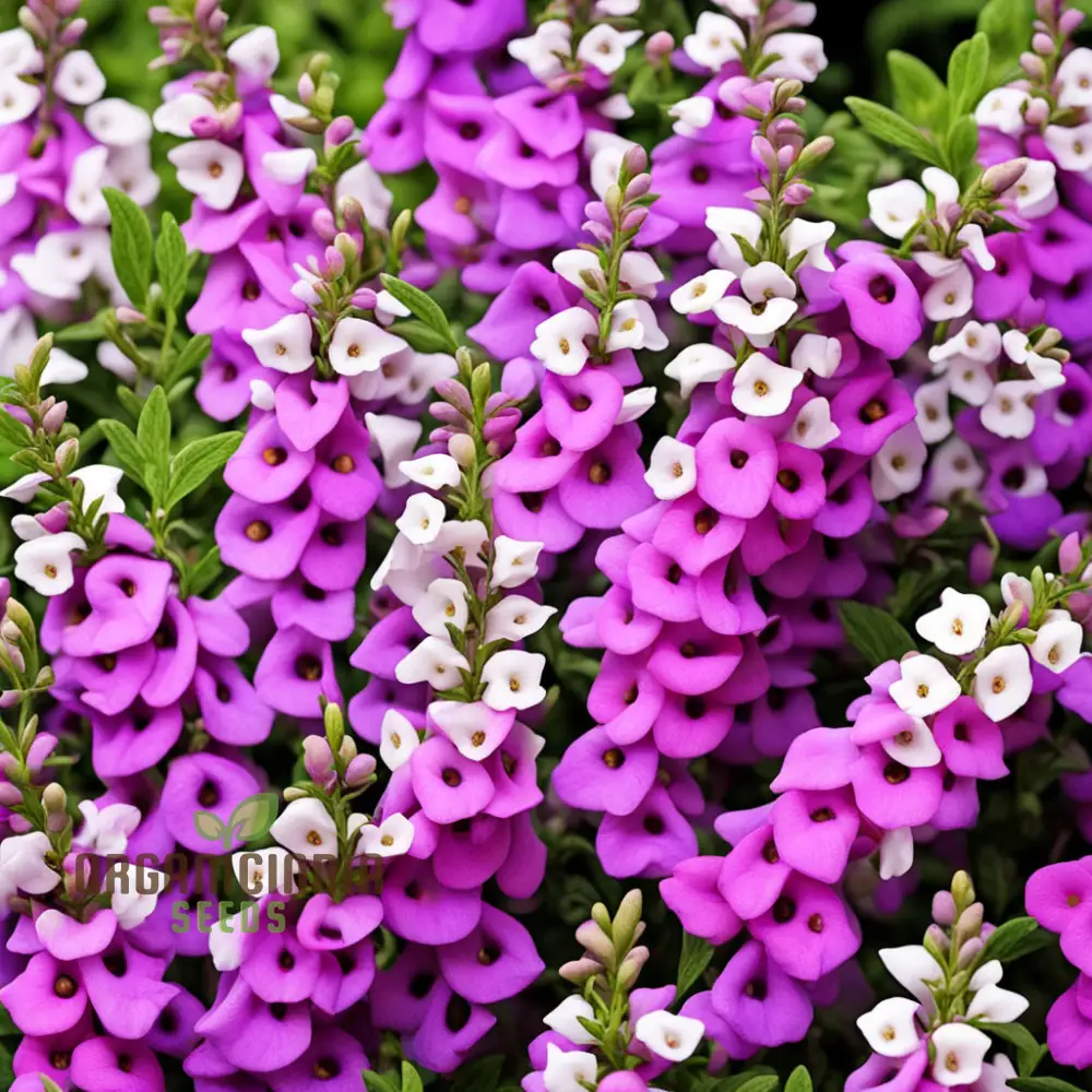 Angelonia Seeds – Colorful Summer Garden Variety - Image 3