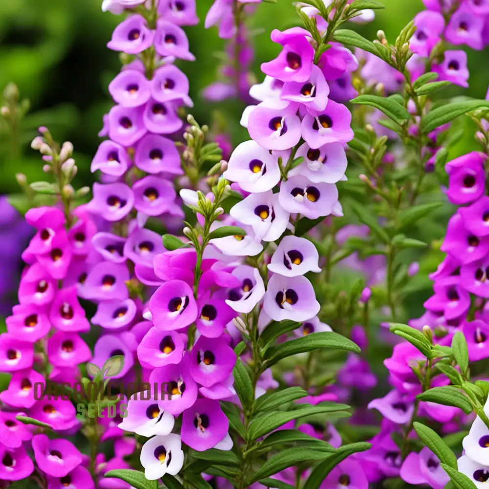 Angelonia Seeds – Colorful Summer Garden Variety - Image 4