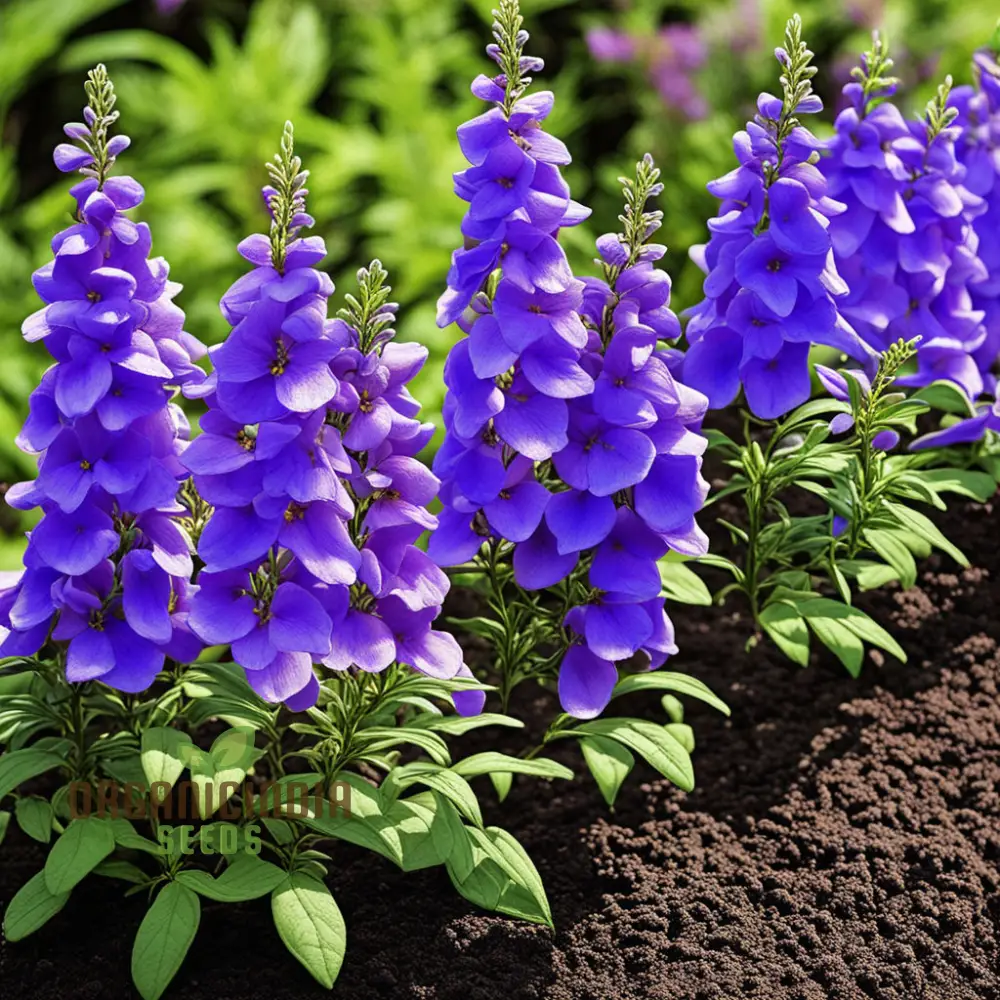 Angelonia Flower Garden Seeds – Vibrant, Easy-to-Grow Summer Snapdragon Blooms for Home Gardens, Pots, Pathways & Landscape Borders
