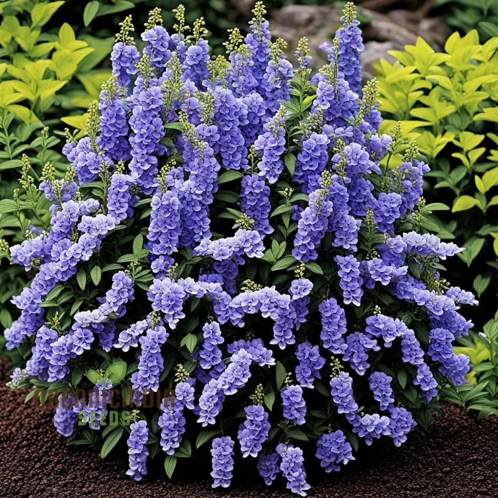 Angelonia Flower Garden Seeds – Vibrant, Easy-to-Grow Summer Snapdragon Blooms for Home Gardens, Pots, Pathways & Landscape Borders - Image 3